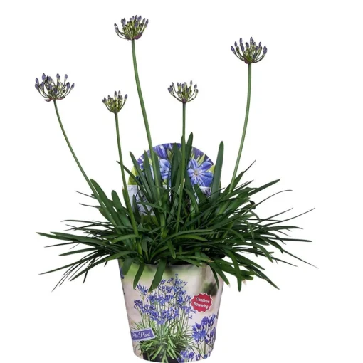Agapanthus XL, In 24cm-pot -Seren Tuin Verkoopwinkel agapanthus xl in 24cm pot 1000x1000 645385e05b20b l
