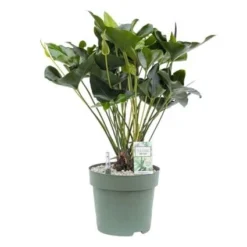 Anthurium Arrow, In 30cm-pot