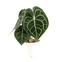 Anthurium Clarinervium, In 12cm-pot