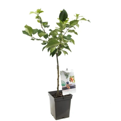Appelboom (Malus Dom. Delcorf Patio), In Pot -Seren Tuin Verkoopwinkel appel malus dom delcorf patio 1500x1500 623c76e10559f l