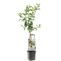 Appelboom Wonder Tree Delcorf