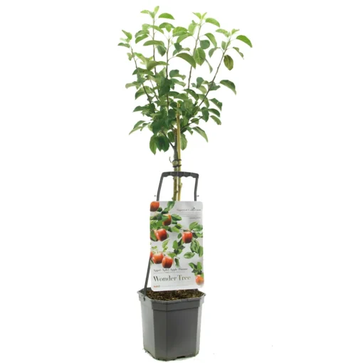 Appelboom Wonder Tree Topaz -Seren Tuin Verkoopwinkel appelboom wonder tree topaz 1500x1500 624ed209e86d2 l