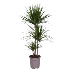 Dracaena Marginata, In 24cm-pot 130cm Hoog