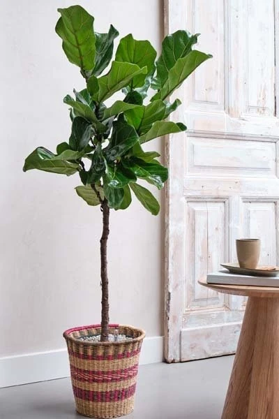 Ficus Lyrata, In 27cm-pot 2 Ficus Lyrata, In 27cm-pot - Image 2
