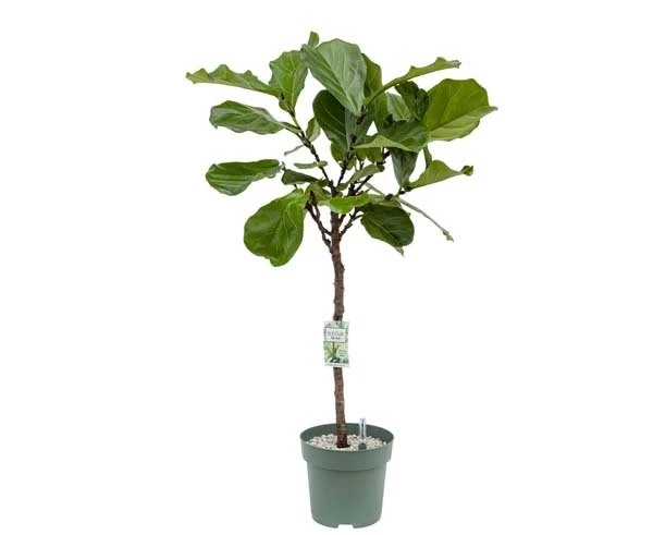 Ficus Lyrata, In 27cm-pot 1 Ficus Lyrata, In 27cm-pot