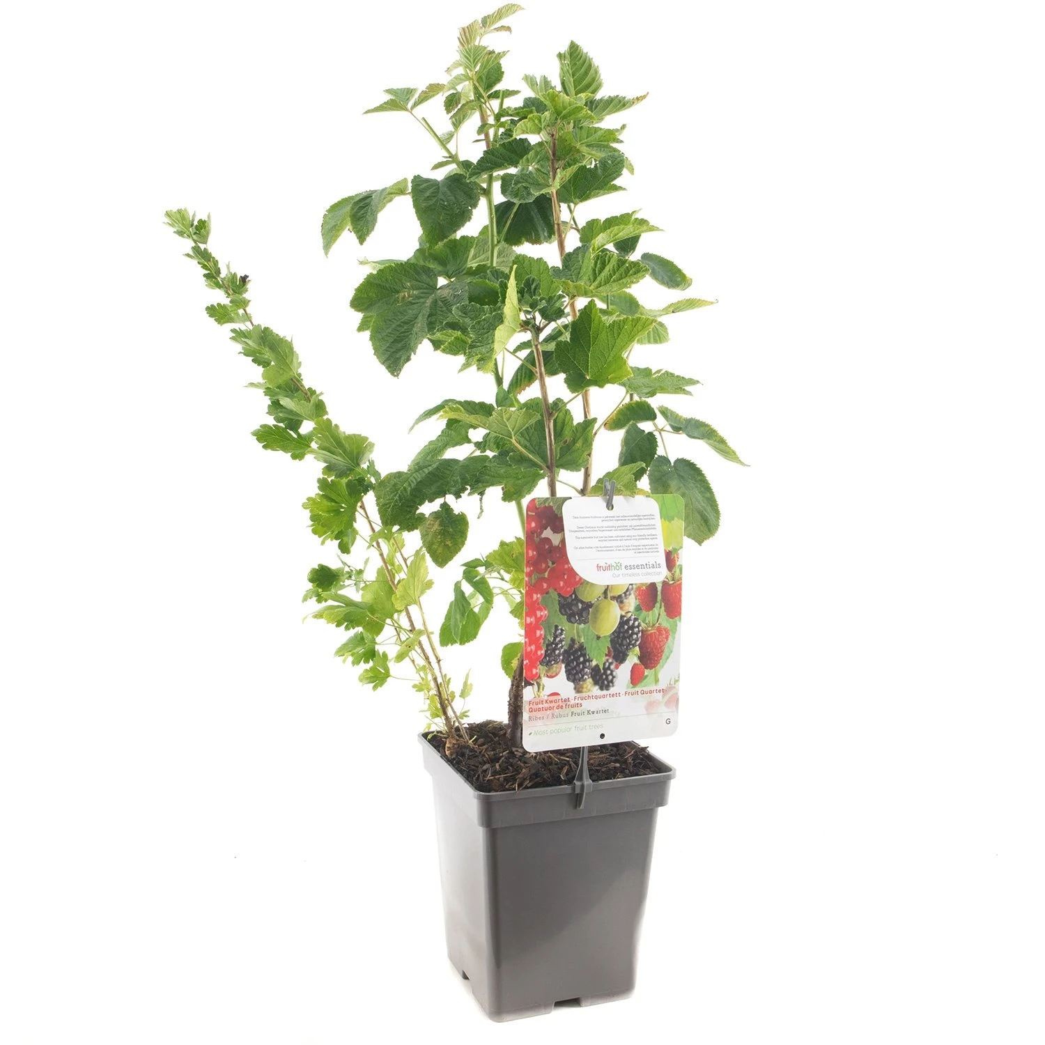 Fruit Kwartet (Ribes / Rubus Fruit Kwartet - Draag), In Pot 1 Fruit Kwartet (Ribes / Rubus Fruit Kwartet - Draag), In Pot