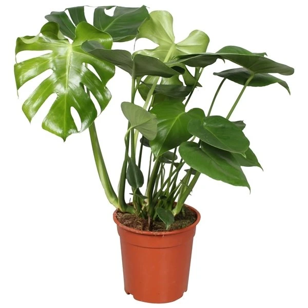 Gatenplant (Monstera Deliciosa), In 21cm-pot 1 Gatenplant (Monstera Deliciosa), In 21cm-pot