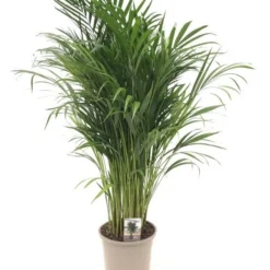 Goudpalm (Dypsis Lutescens), In 24cm-pot 120cm Hoog