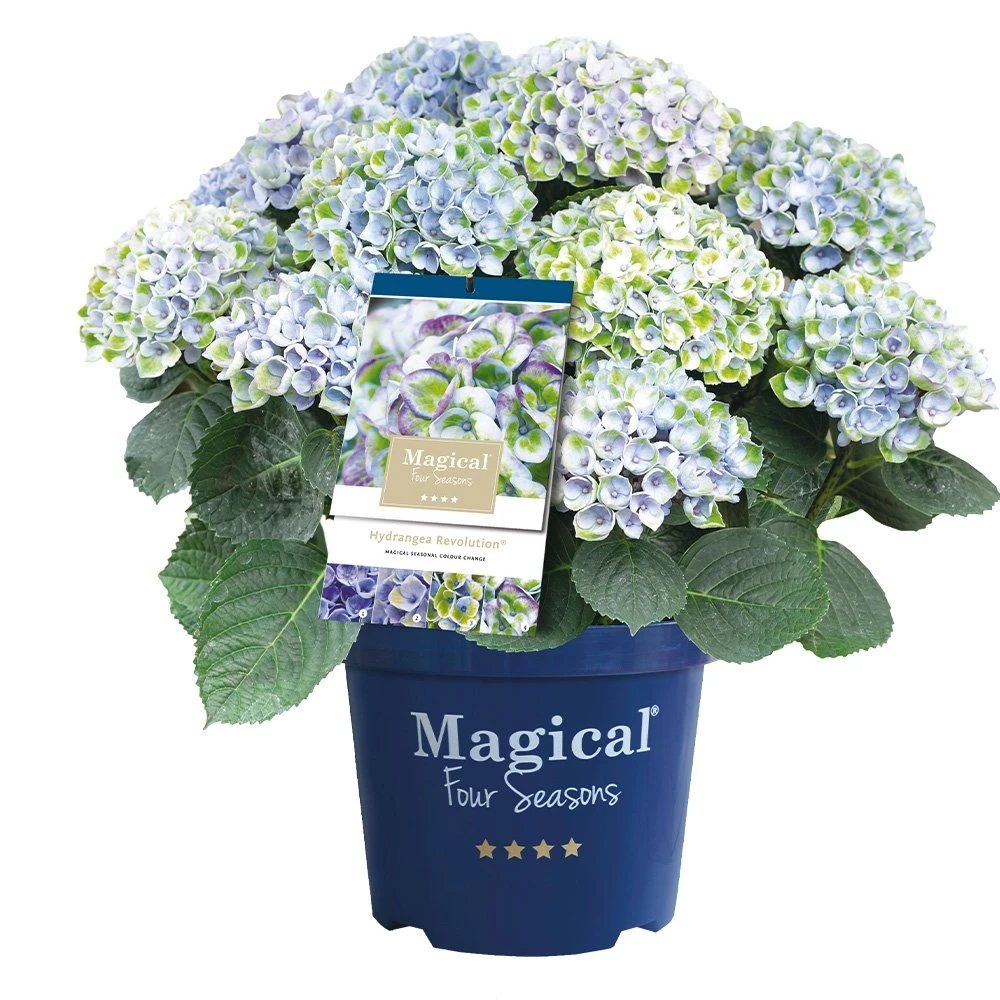 Hortensia Magical, In 23cm-pot 1 Hortensia Magical, In 23cm-pot