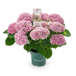 Hydrangea Magical 'voor Binnen'