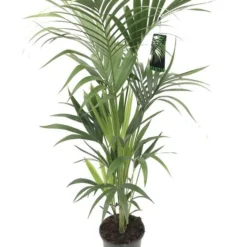Kentiapalm, In 24cm-pot 120cm Hoog