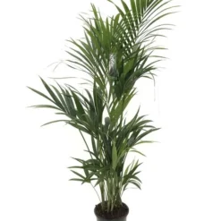 Kentiapalm, In 27cm-pot 170cm Hoog
