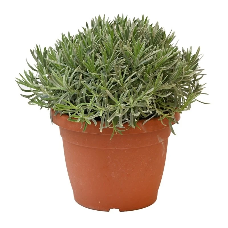 Lavendel, In 25cm-pot 2 Lavendel, In 25cm-pot - Image 2