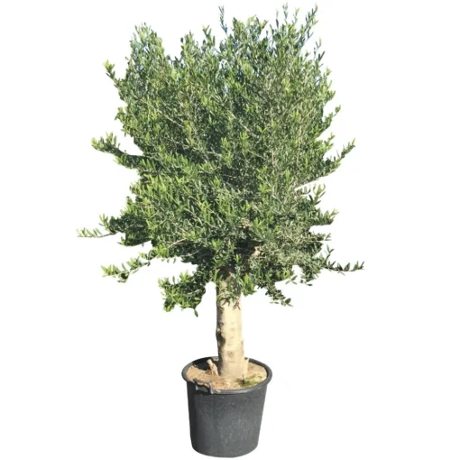 Olijfboom Groot, 30cm Stamomtrek -Seren Tuin Verkoopwinkel olijfboom groot 30cm stamomtrek 1000x1000 62568eda34493 l