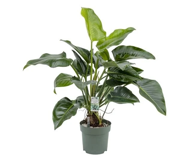 Philodendron Green Beauty, In 27cm-pot 1 Philodendron Green Beauty, In 27cm-pot