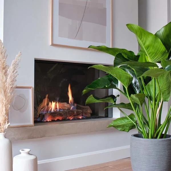 Philodendron Green Beauty, In 27cm-pot 2 Philodendron Green Beauty, In 27cm-pot - Image 2