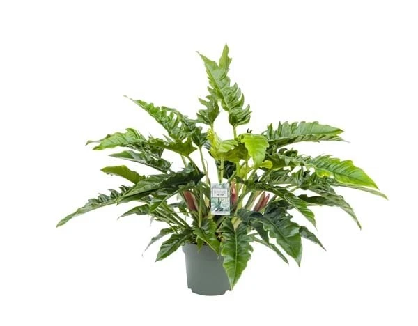 Philodendron Rambo, In 27cm-pot 1 Philodendron Rambo, In 27cm-pot