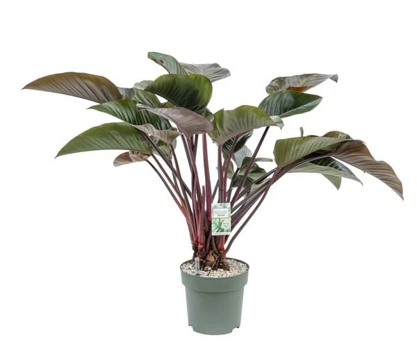 Philodendron Red Beauty, In 27cm-pot 1 Philodendron Red Beauty, In 27cm-pot