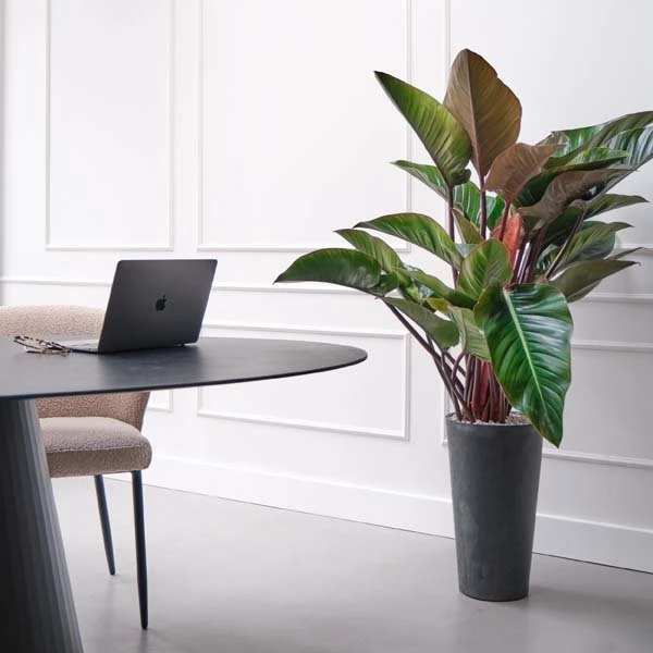 Philodendron Red Beauty, In 27cm-pot 2 Philodendron Red Beauty, In 27cm-pot - Image 2