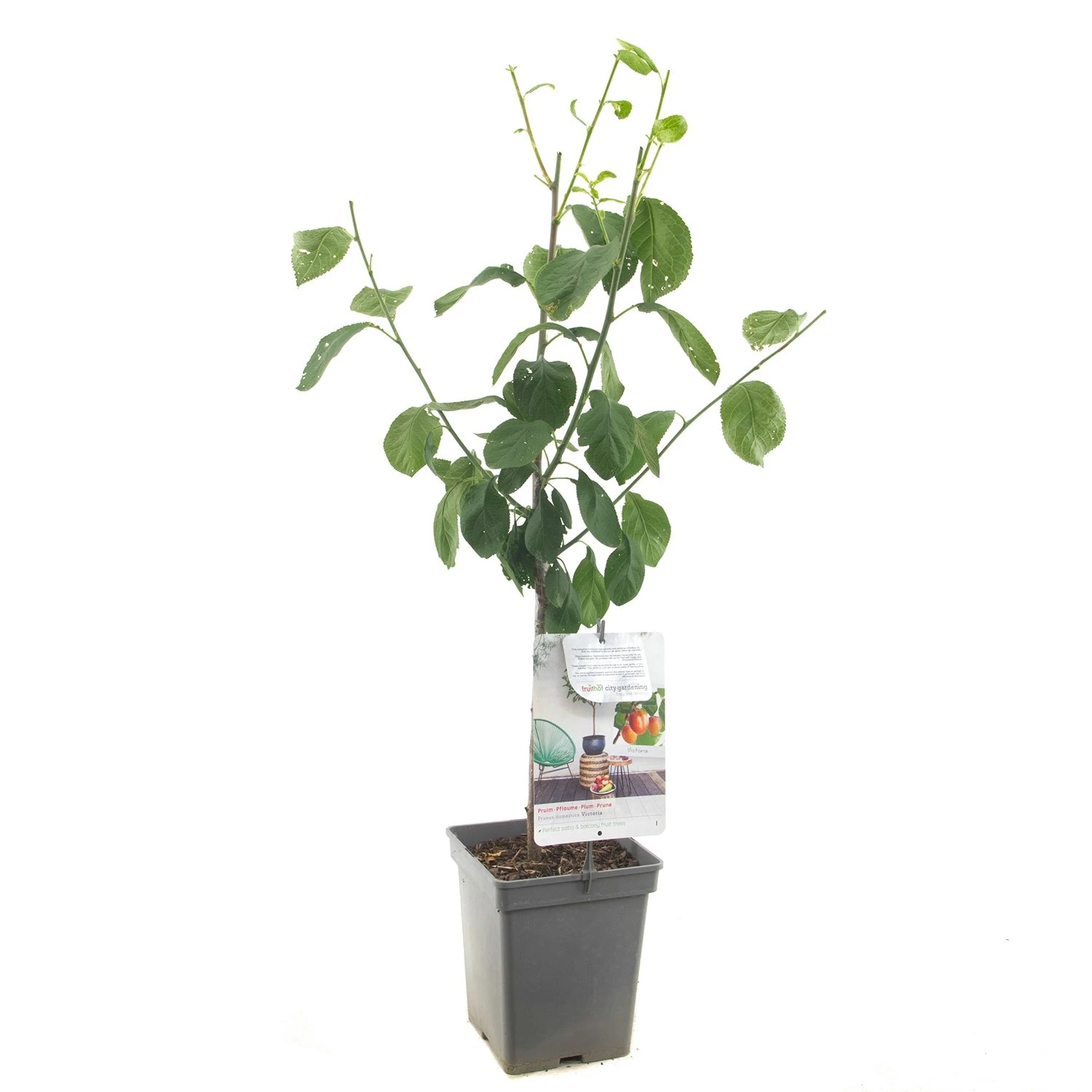 Pruimenboom (Prunus Dom. Victoria Patio), In Pot 1 Pruimenboom (Prunus Dom. Victoria Patio), In Pot