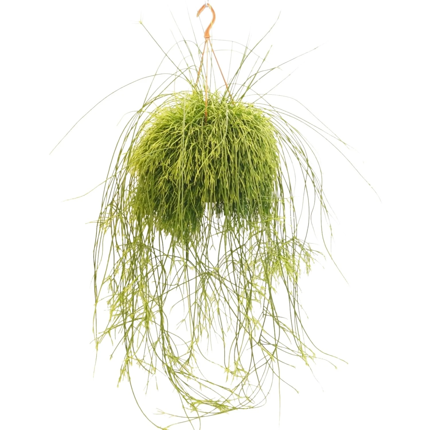 Rotskoraal (Rhipsalis Cassutha), In 21cm-hangpot 1 Rotskoraal (Rhipsalis Cassutha), In 21cm-hangpot