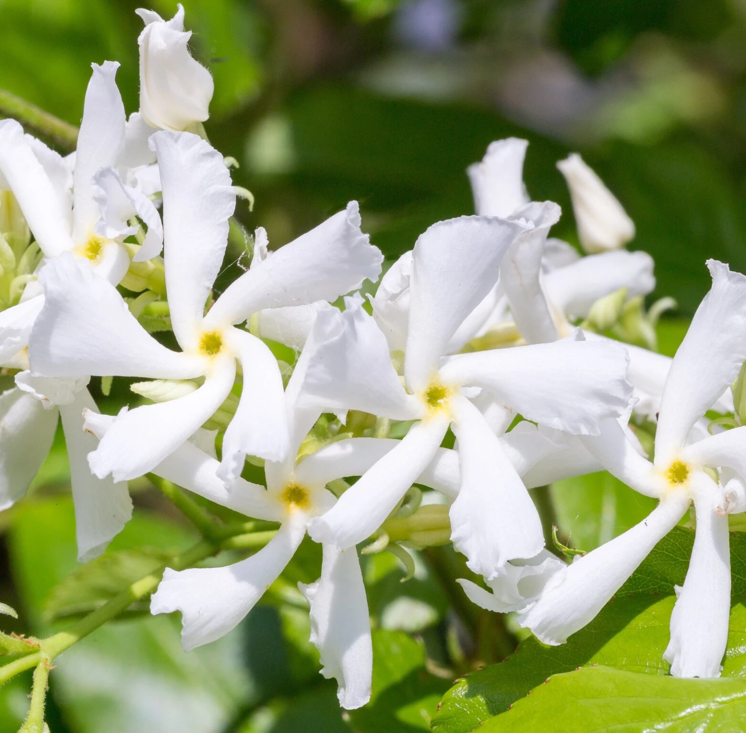 Toscaanse Jasmijn XL 95cm Hoog, In 17cm-pot 2 Toscaanse Jasmijn XL 95cm Hoog, In 17cm-pot - Image 2