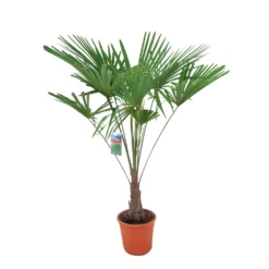 Winterharde Palm 150cm Hoog, In 35cm-pot