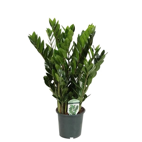 Zamioculcas, In 17cm-pot 60cm Hoog 1 Zamioculcas, In 17cm-pot 60cm Hoog
