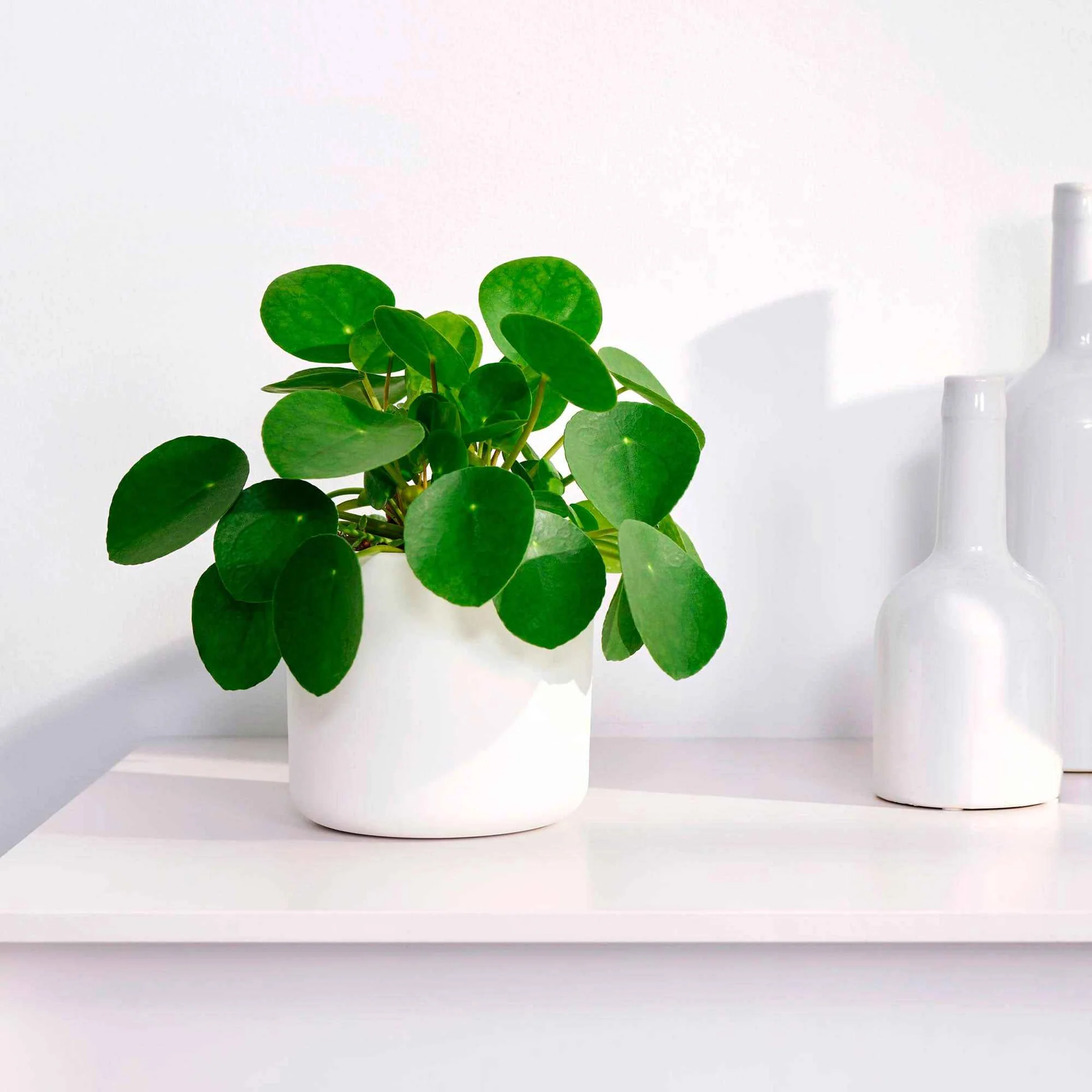 Seren Tuin Verkoopwinkel -Seren Tuin Verkoopwinkel 1