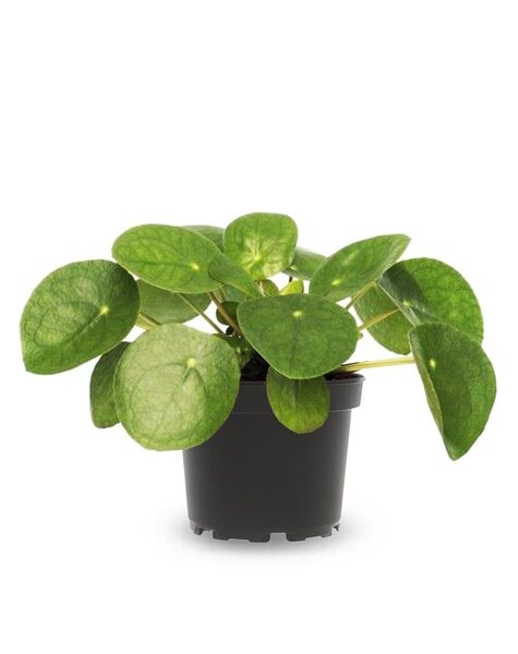 Seren Tuin Verkoopwinkel -Seren Tuin Verkoopwinkel 3